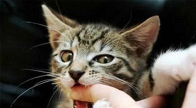 在家里养猫需要注意4点,不知道的可以了解一下