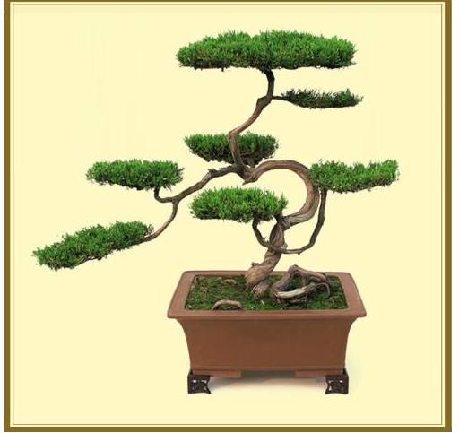 云片盆景制作技巧,有什么特色,怎么养?