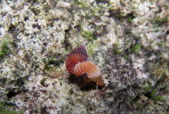 地球上最美丽的蜗牛, 如宝石般美丽而珍贵, 刚发现就将灭绝
