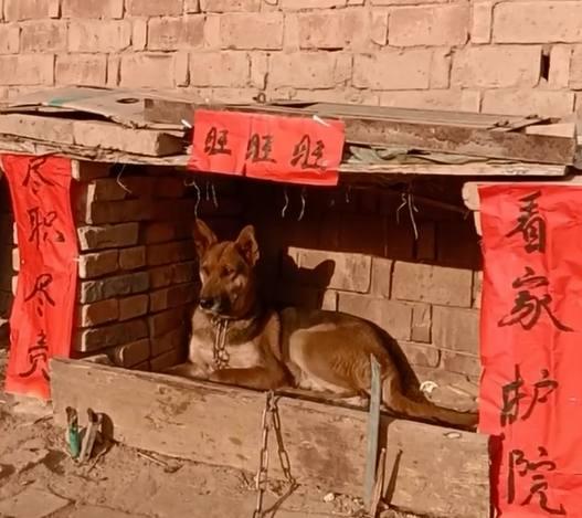 为了表彰狗狗功劳,主人在狗圈门前贴上对联,网友:太有爱心了