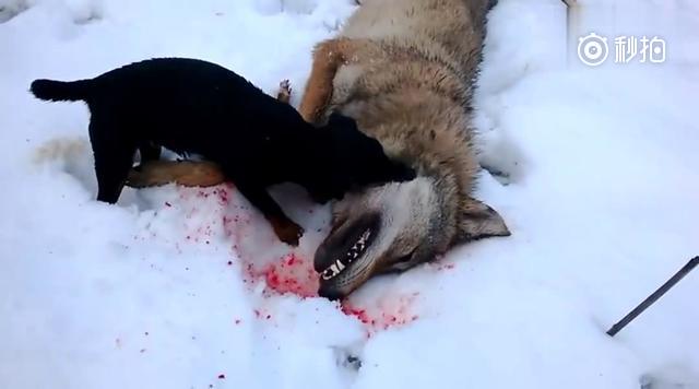 这只是什么小狗,竟然如此彪悍,活生生把一头野狼咬死了