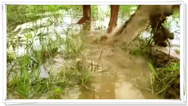 小哥捉鱼有妙招,在野外简单制作陷阱,收获丰富