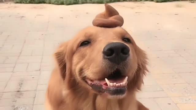 麻麻给轮胎拍照,轮胎头顶粑粑笑得灿烂,瞬间把我逗乐了!