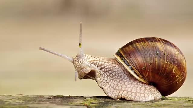 世界上最有毒动物之一,锥形蜗牛竟用嘴把睡梦中的鱼包住