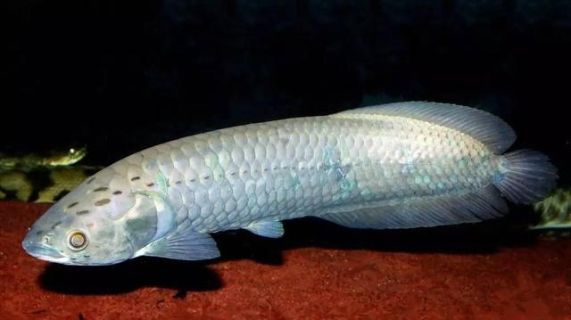 神秘的非洲黑龙原来这么可爱