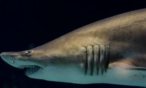 十大最残酷的动物伦理"血案", 母猩猩杀婴, 小鲨鱼子宫内残杀