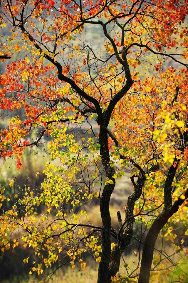 五彩斑斓的乌桕红叶,你真的见过吗?