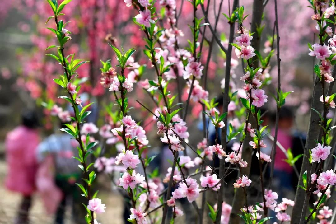 美爆了!这可能是泸州3月最美花海,500多亩桃花盛放!