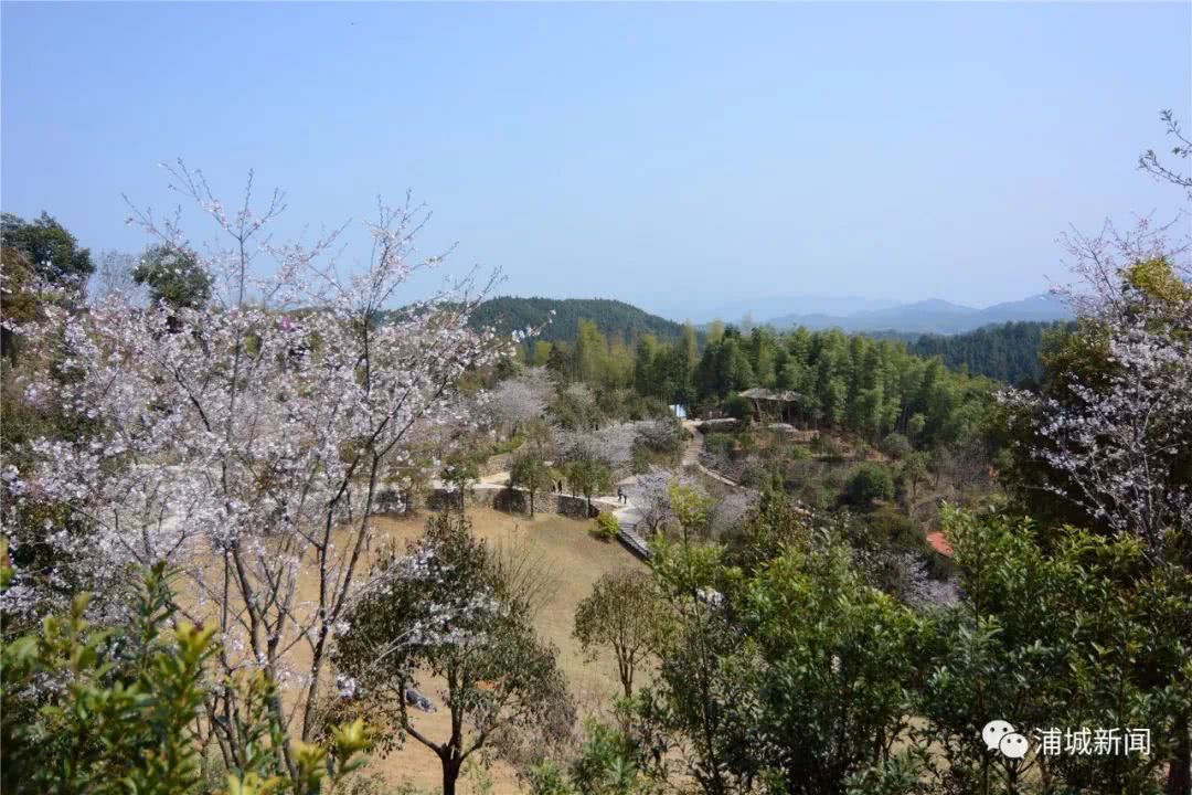 浦城这个地方,藏着千亩樱花园|樱花园|樱花|樱园_新浪新闻