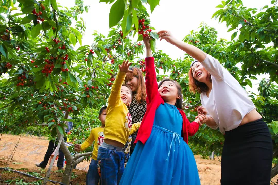 樱桃红了成都周边这8个采摘地20元能管饱