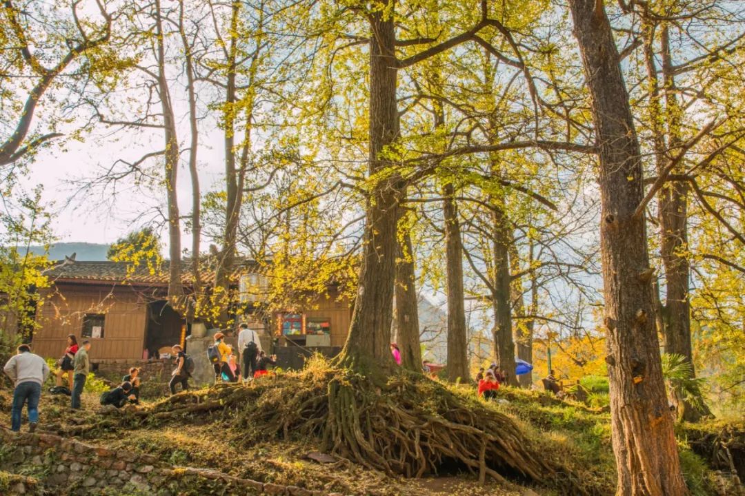 世界上保存古银杏树最多的地方在贵州西南部一个优美的古村落中