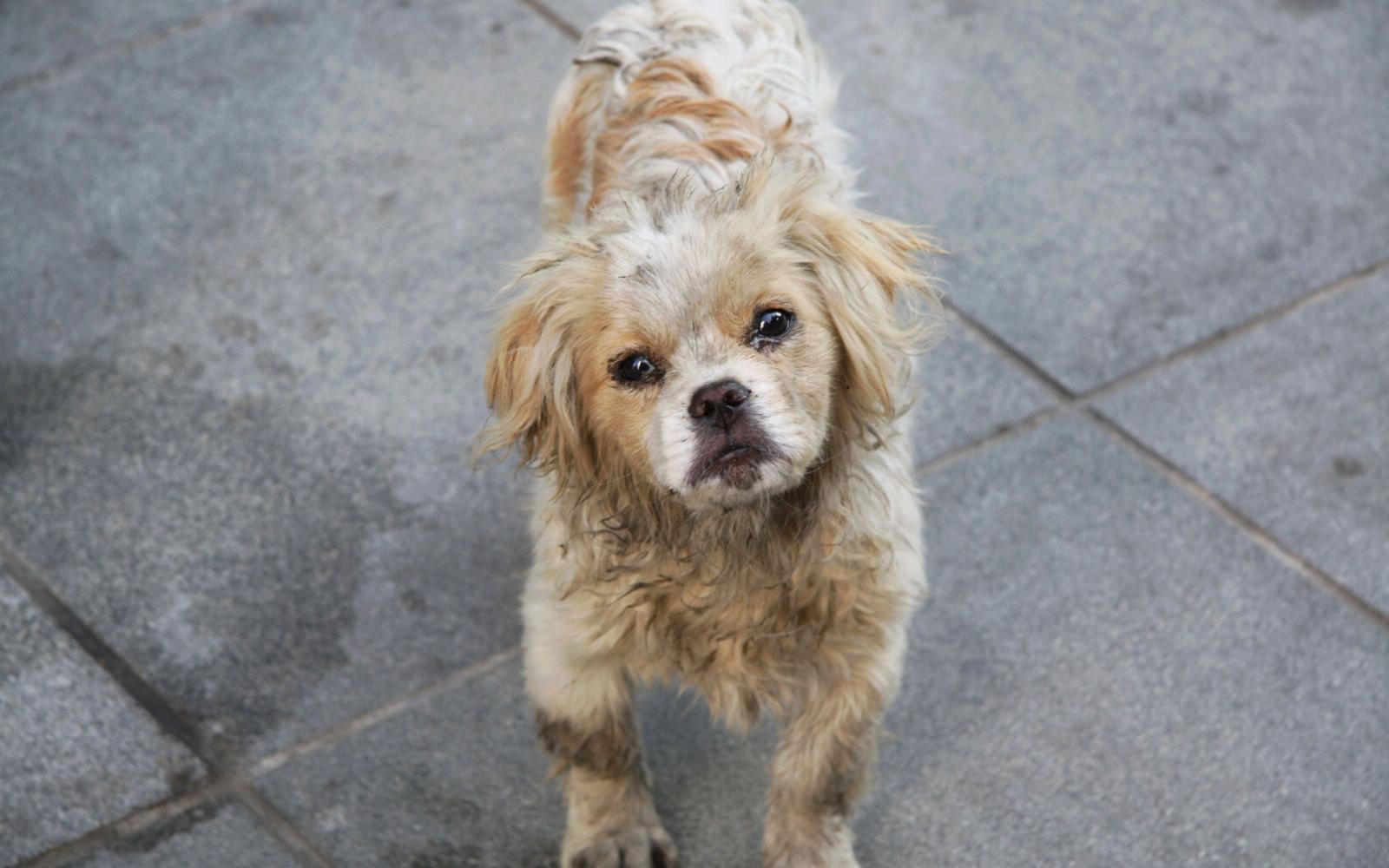 安徽一高校内流浪狗咬伤11名学生, 校方回应: 学生喜欢喂狗