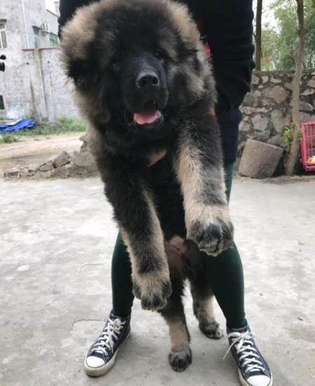 站起来比人还高的巨型犬,忠诚护卫的俄罗斯高加索,谁见谁喜欢