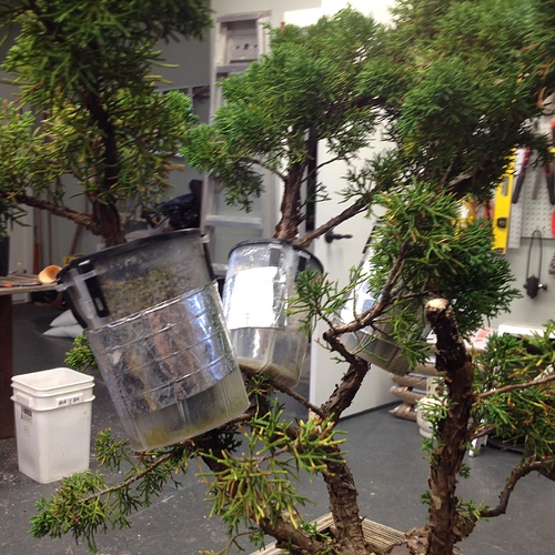 高位压条了一棵扁柏|扁柏|盆景|高位_新浪新闻