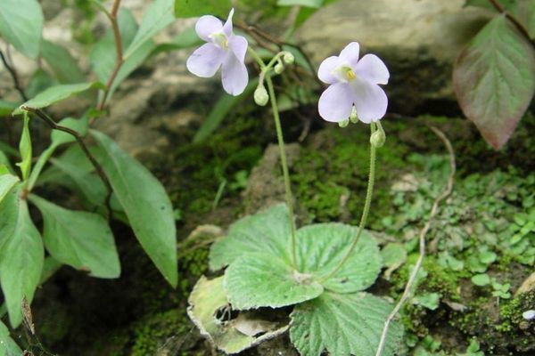 可在野外救急,遇到请珍惜,现在十分稀罕|野草|牛耳|岩石_新浪新闻
