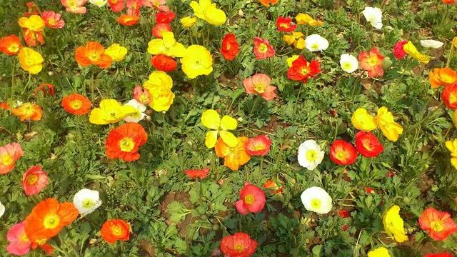 做事要有担当,做人要有骨气!