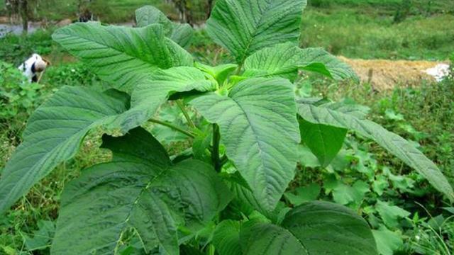 农村这种臭苋菜,臭豆腐的关键材料,很多人都没有见过!