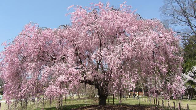 樱花季又来到,日本10大常见樱花品种,你知几种?