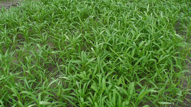 空心菜|绝招|幼苗_新浪新闻