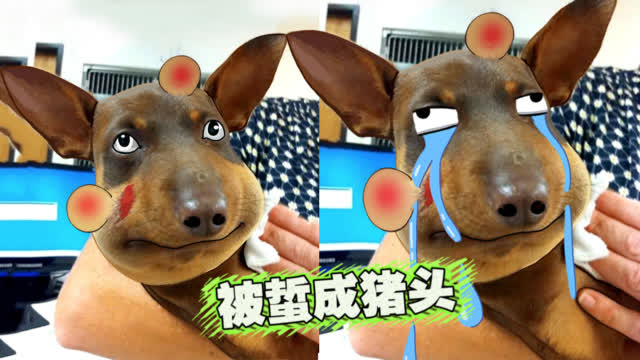 悲催狗子被蜜蜂蜇成猪头!主人忍不住笑了!