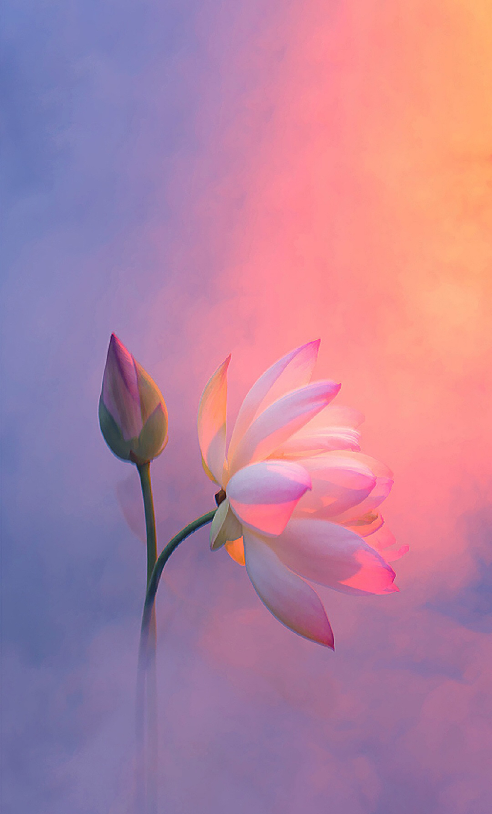 高清手机壁纸美图 夏日池塘荷花正浓艳 不蔓不枝 美不胜收