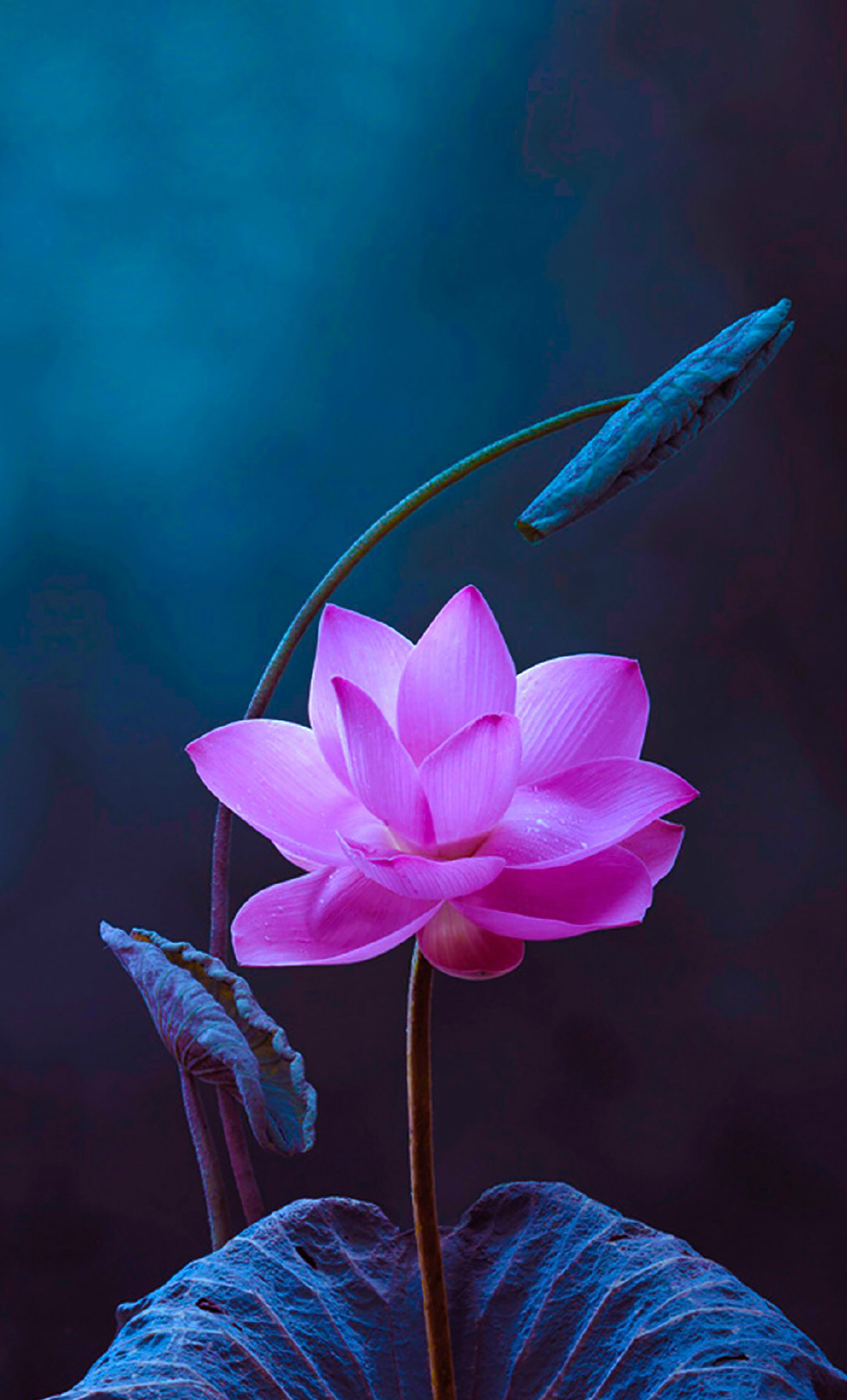 高清手机壁纸美图,夏日池塘荷花正浓艳,不蔓不枝,美不胜收