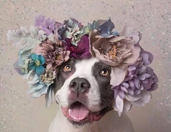法国摄影师sophie gamand为狗狗戴上了花朵头冠