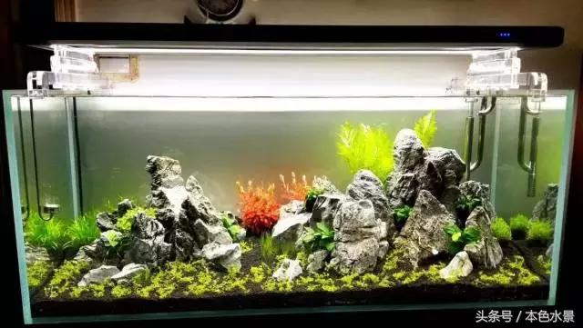 本色水景|好一个1.5米大缸!生态鱼缸水草缸造景培训学习开店加盟