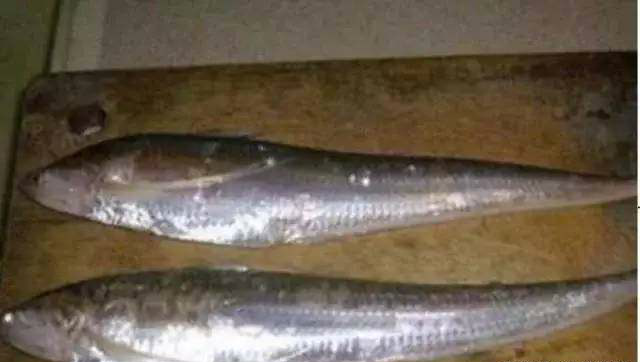 世界上6种口感最好的鱼，图4肉质细嫩，图6鲜嫩滑口