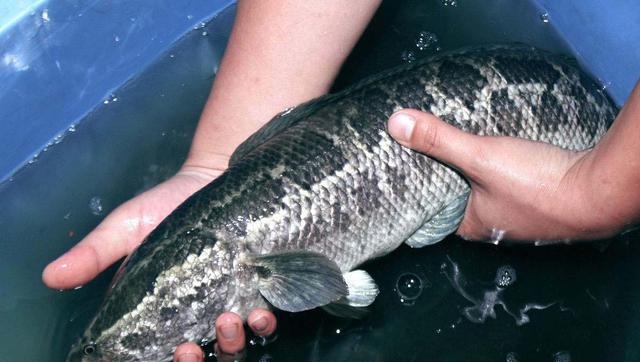 黑鱼是一种营养丰富保健功效出色的水产类菜品.