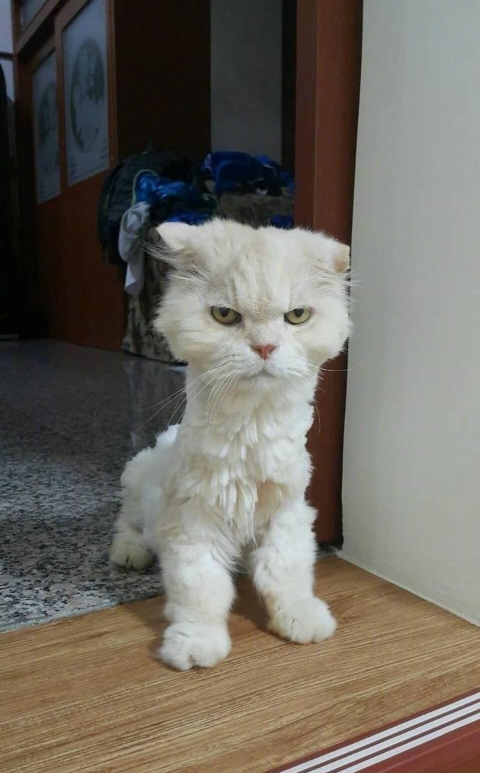 网友给猫剪毛以后, 猫咪的眼神都变了!