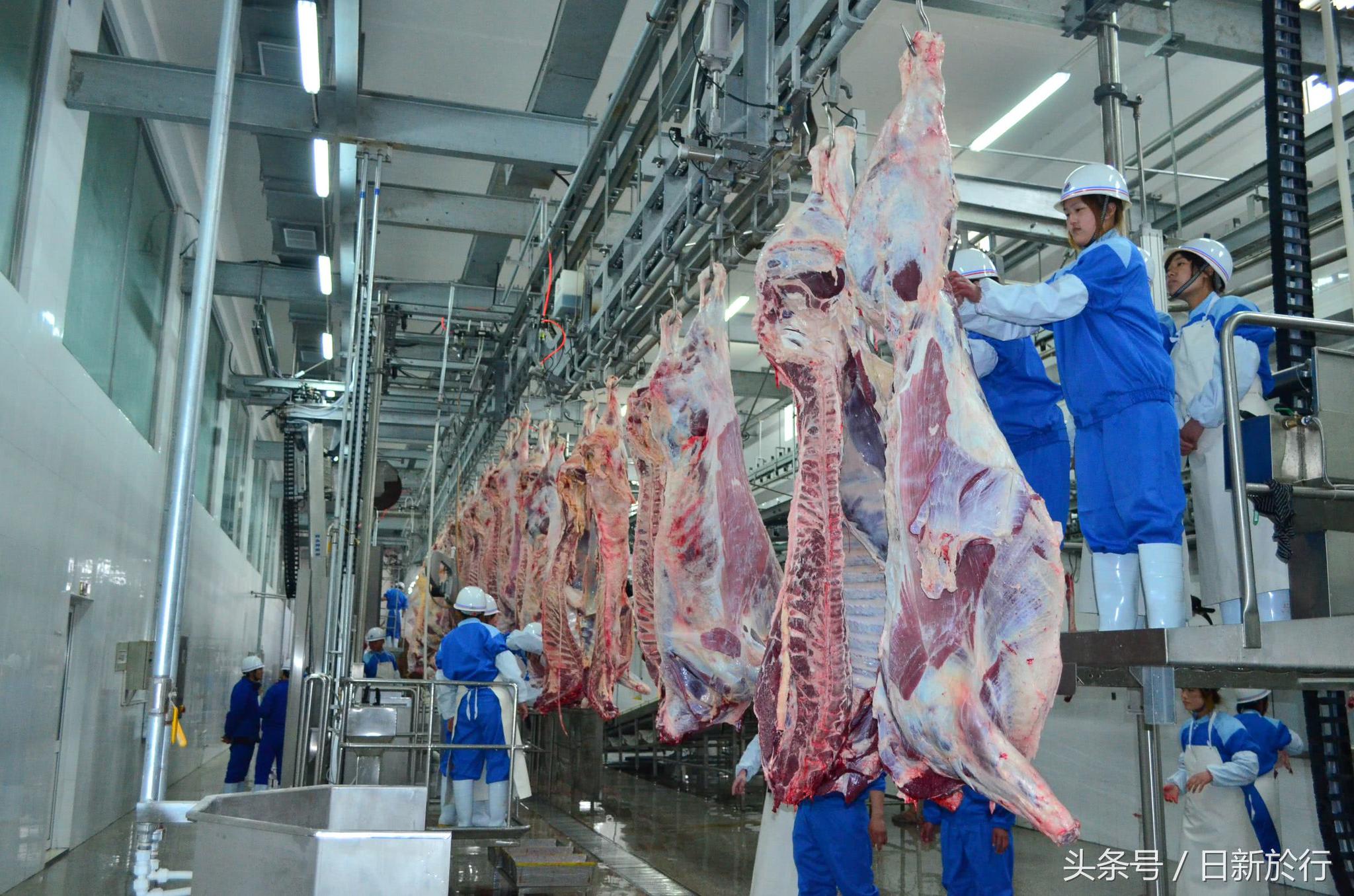 这的牛产业真牛存栏肉牛30万年屠宰120万牛骨做成艺术品