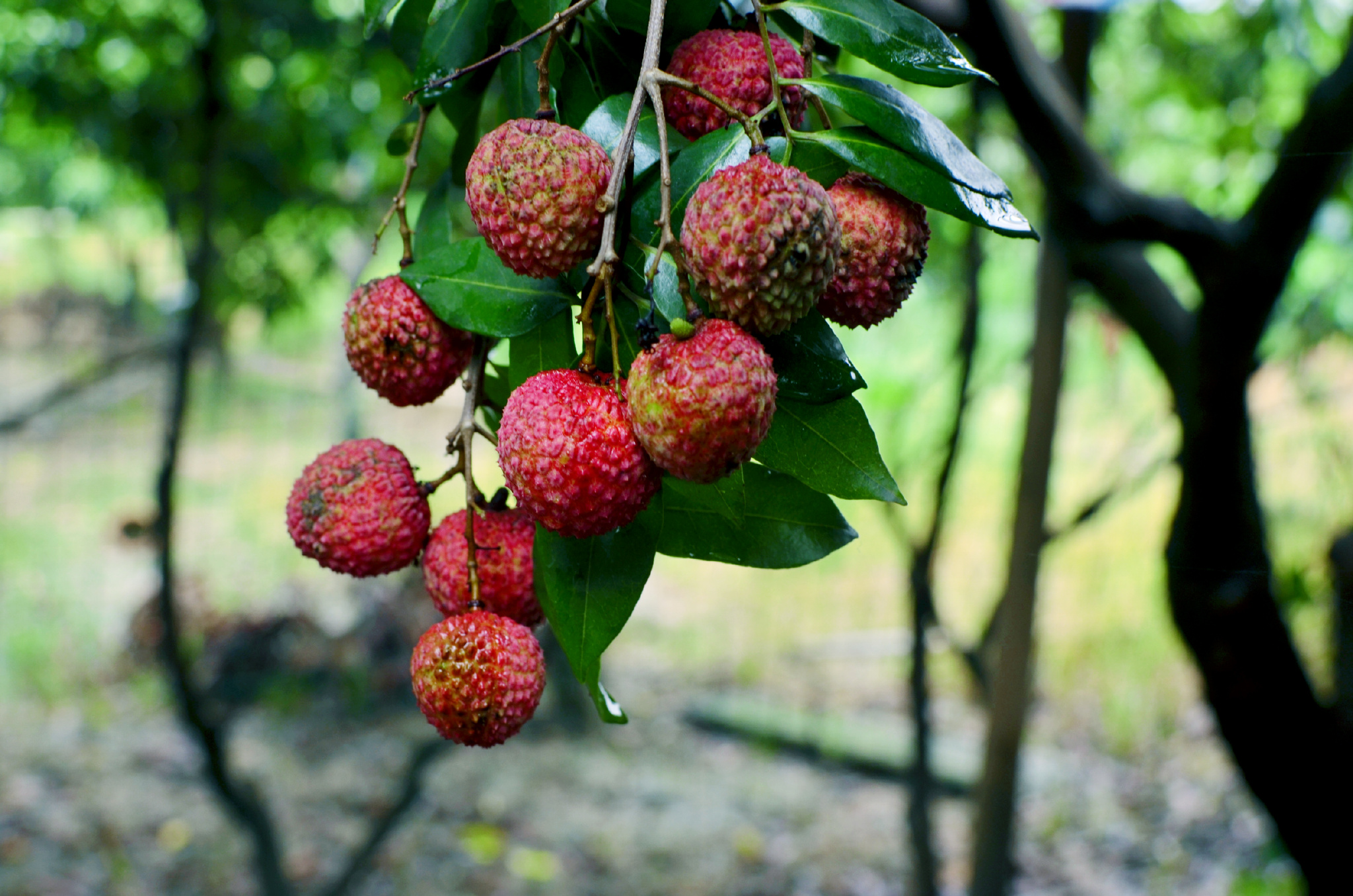 东莞本土荔枝三月红已上市!桂味和糯米糍 预计下月初就可以吃到