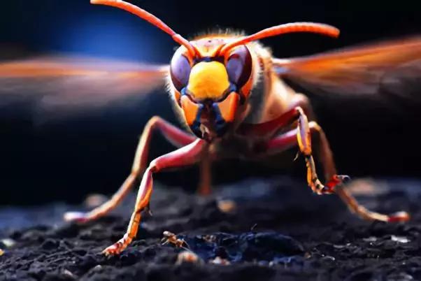 这些致富项目很不错!|金蝉|七彩山鸡|胡蜂_新浪网