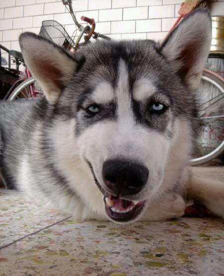 二哈说,我的天,兄弟你经历了什么,咋这么黑|表情|外婆|影帝_新浪新闻