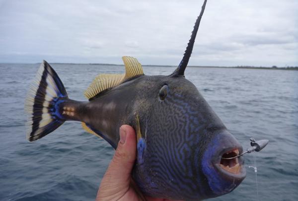 男子出海意外捕获数条独角怪鱼, 奇特的造型让他不思其解