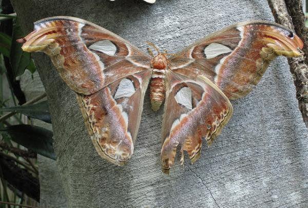 图看地球上最大的飞蛾, 有一只手那么大, 看起来像蛇的头部
