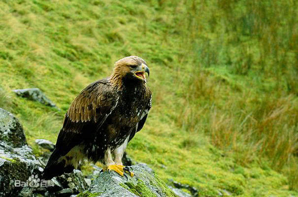 (此金雕图片来源于百度百科)