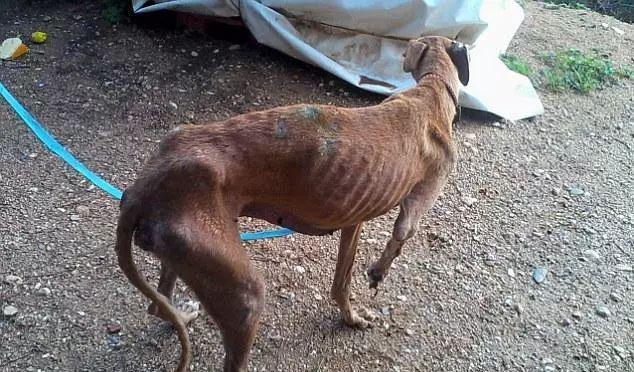 有一种狗狗生来就被当做工具,用完就被吊死