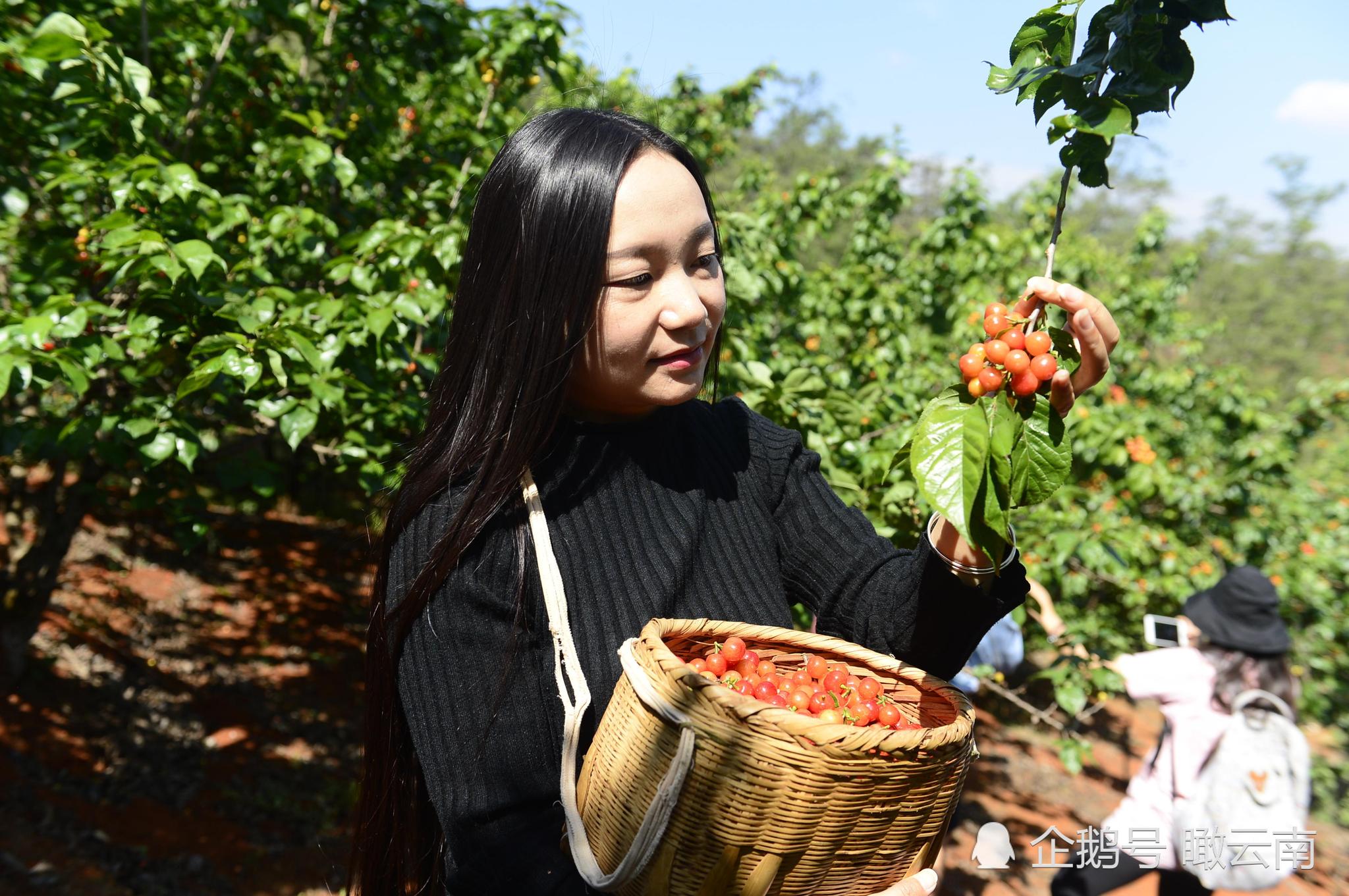 昆明赤鹫300吨樱桃熟了 美女边吃边摘狂自拍