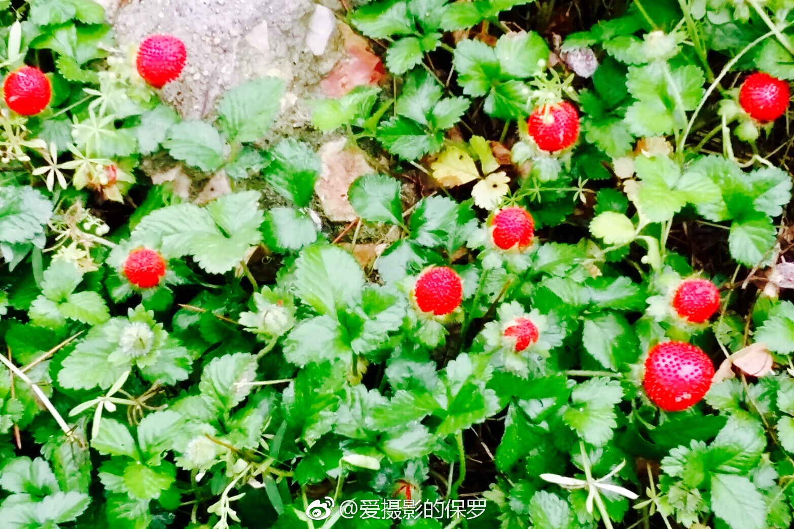 蛇莓蔷薇科多年生草本植物