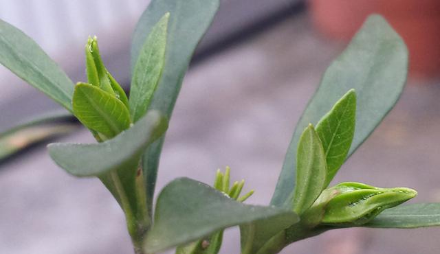 为什么说栀子花进入春季花后要整形修剪有图为证新手必学