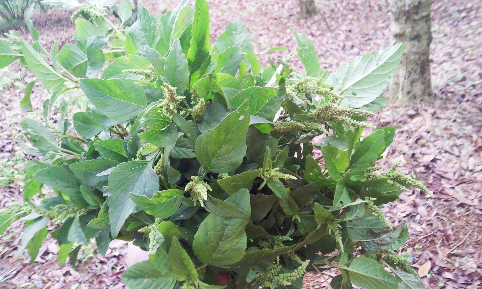 农村这种喂猪野菜,如今成了"长寿菜",吃对了赛过"人参"