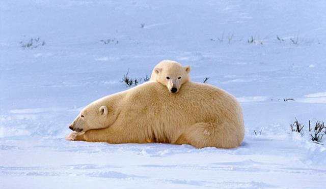 暖心自然界动物家庭最有爱的瞬间