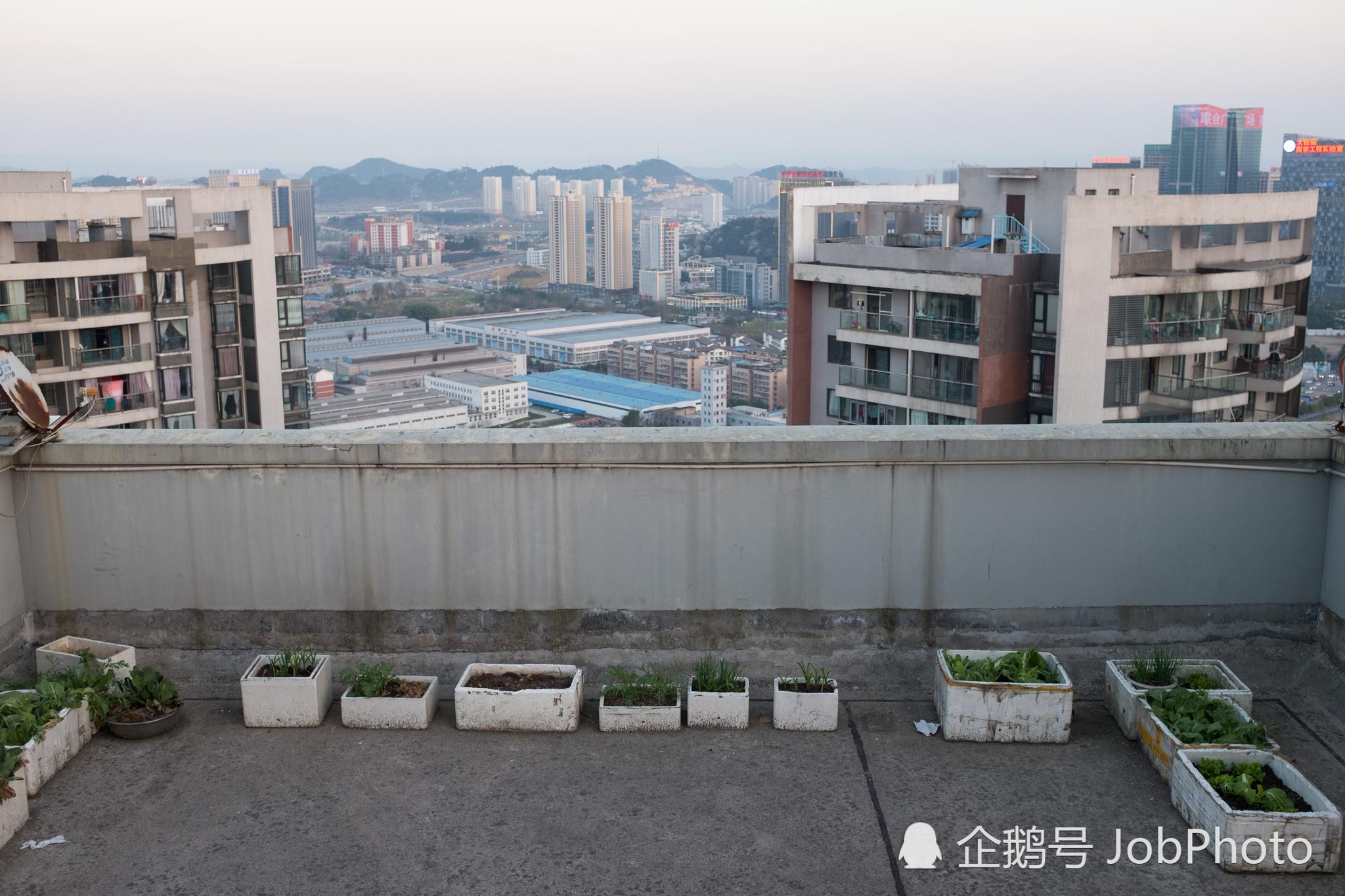 谁说城里人不会种菜？高层居民楼顶现“空中菜园”|楼顶|蔬菜|居民_新浪新闻