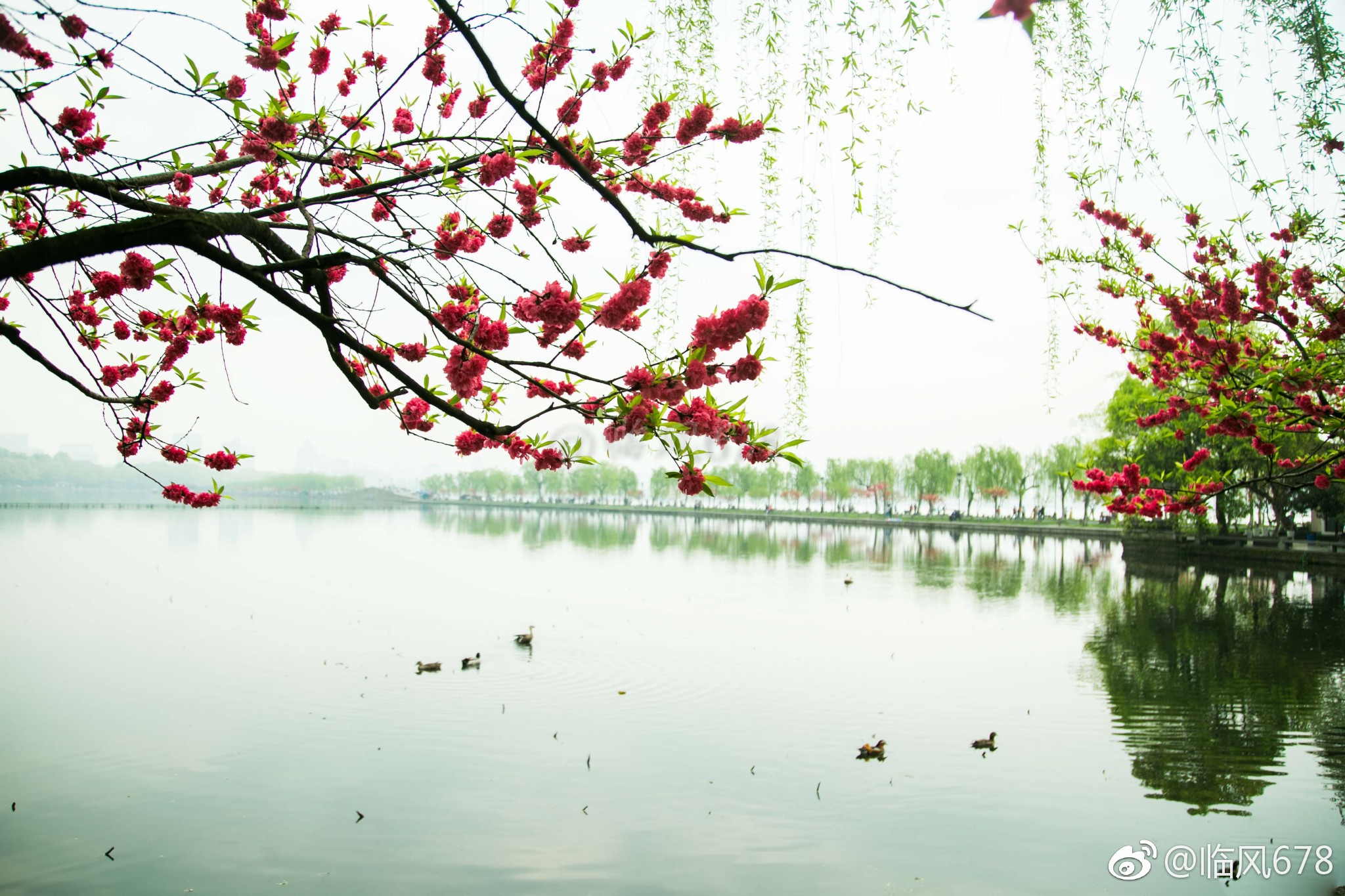 最美人间四月天白堤桃花美天下