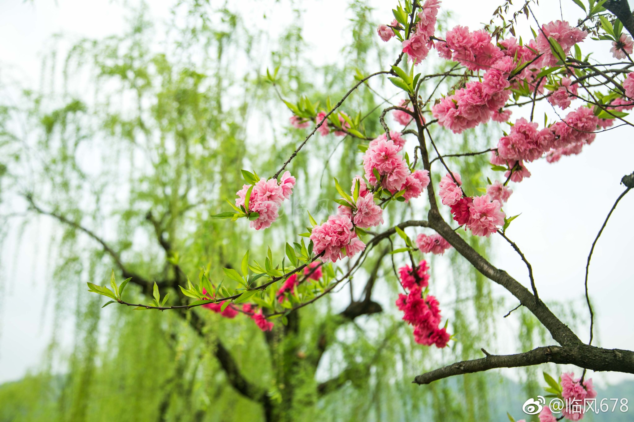 最美人间四月天白堤桃花美天下