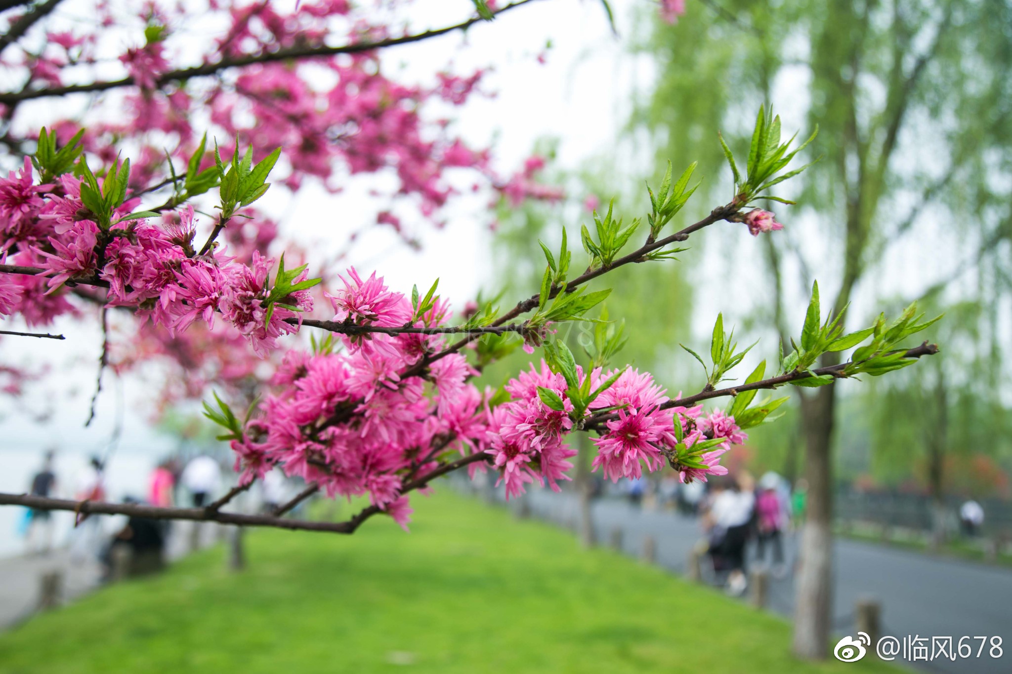 最美人间四月天白堤桃花美天下