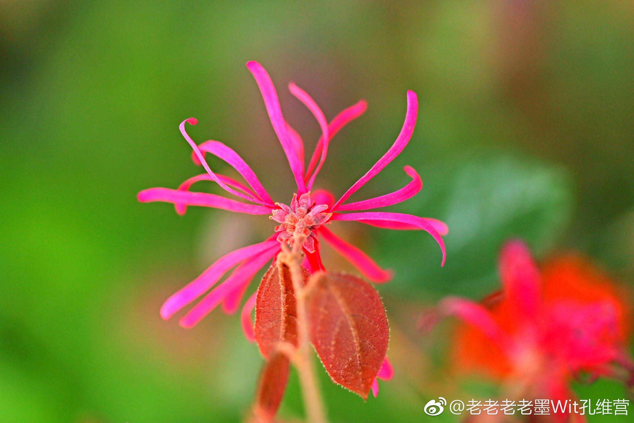 公司里的红花檵木