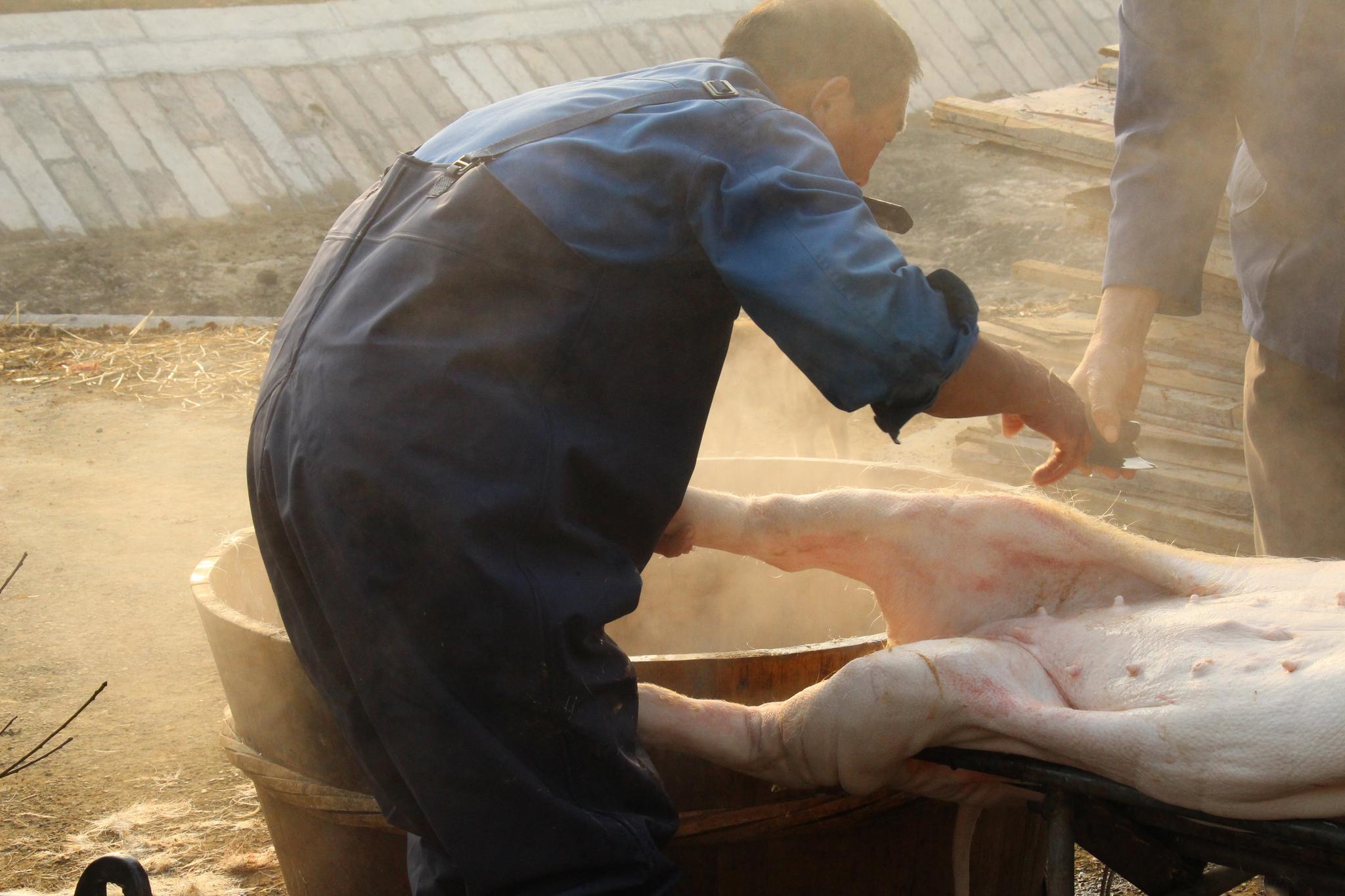 家猪被卖屠宰场,突然跪地哭泣,切开肚子后,屠夫决定不再杀猪